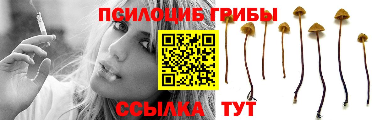 где купить наркотик  Вход с VPN  Севастополь  Псилоцибиновые грибы GOLDEN TEACHER 